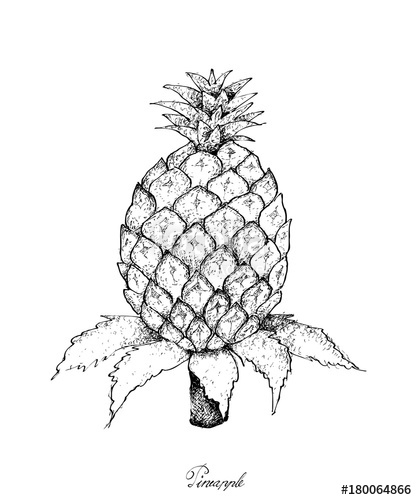 417x500 Hand Drawn Of Fresh Sweet Organic Pineapple Stock Image