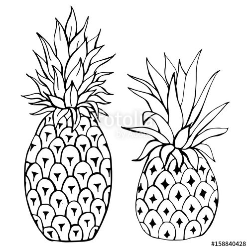 500x500 Hand Drawn Fruits. Pineapple Vector Illustration Stock Image