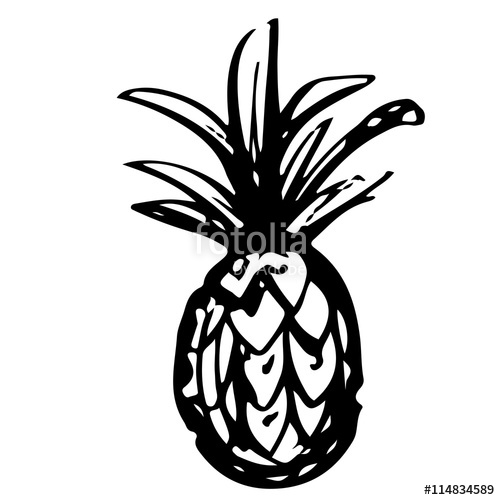 500x500 Pineapple Sketch Hand Drawn Isolated Stock Image And Royalty Free