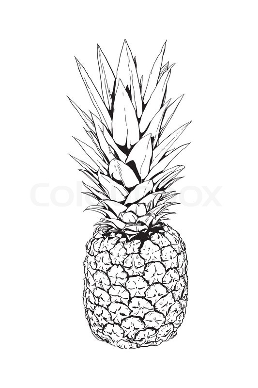 533x800 Black And White Illustration Of A Pineapple Stock Vector Colourbox