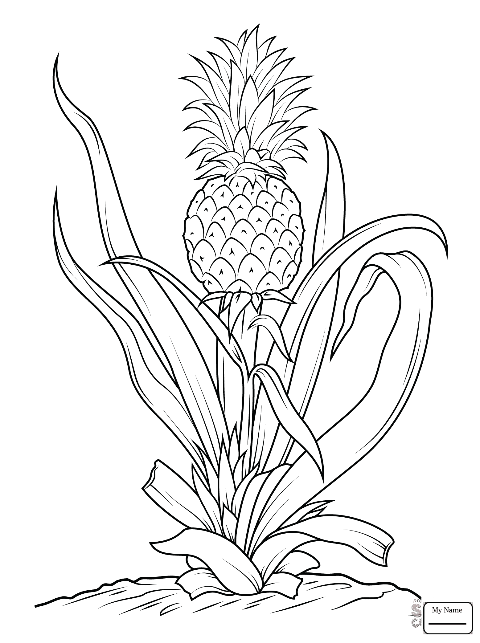 1557x2087 Bowl With Fruits Pineapples Fruits Pineapples Coloring Pages