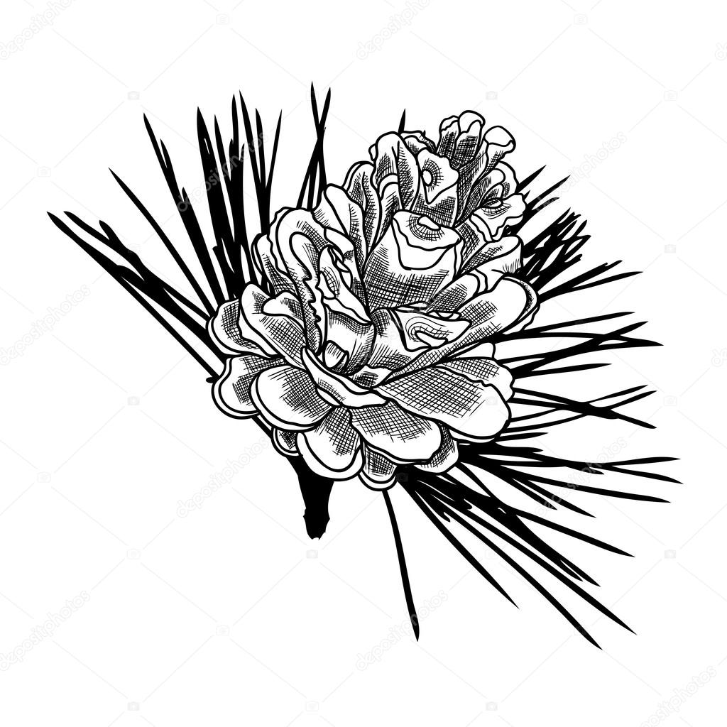 1024x1024 Hand Drawn Pine Cone Sketch Stock Vector Goldenshrimp