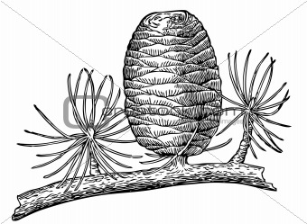 340x249 Image 4243363 Pinecone From Crestock Stock Photos