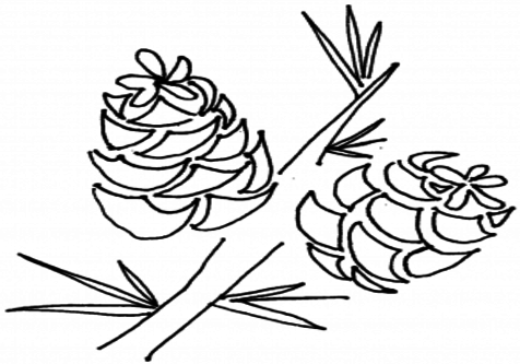 476x333 Pine Cone Coloring Page Pages Hicoloringpages