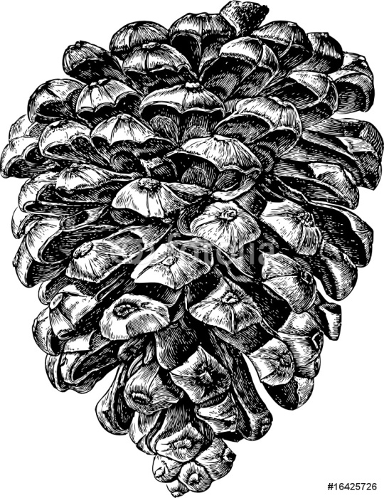 540x700 Pine Cone Wall Mural We Live To Change