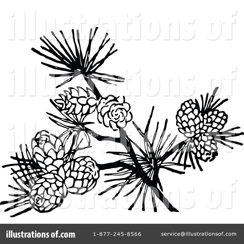1024x1024 Pinecone Clipart