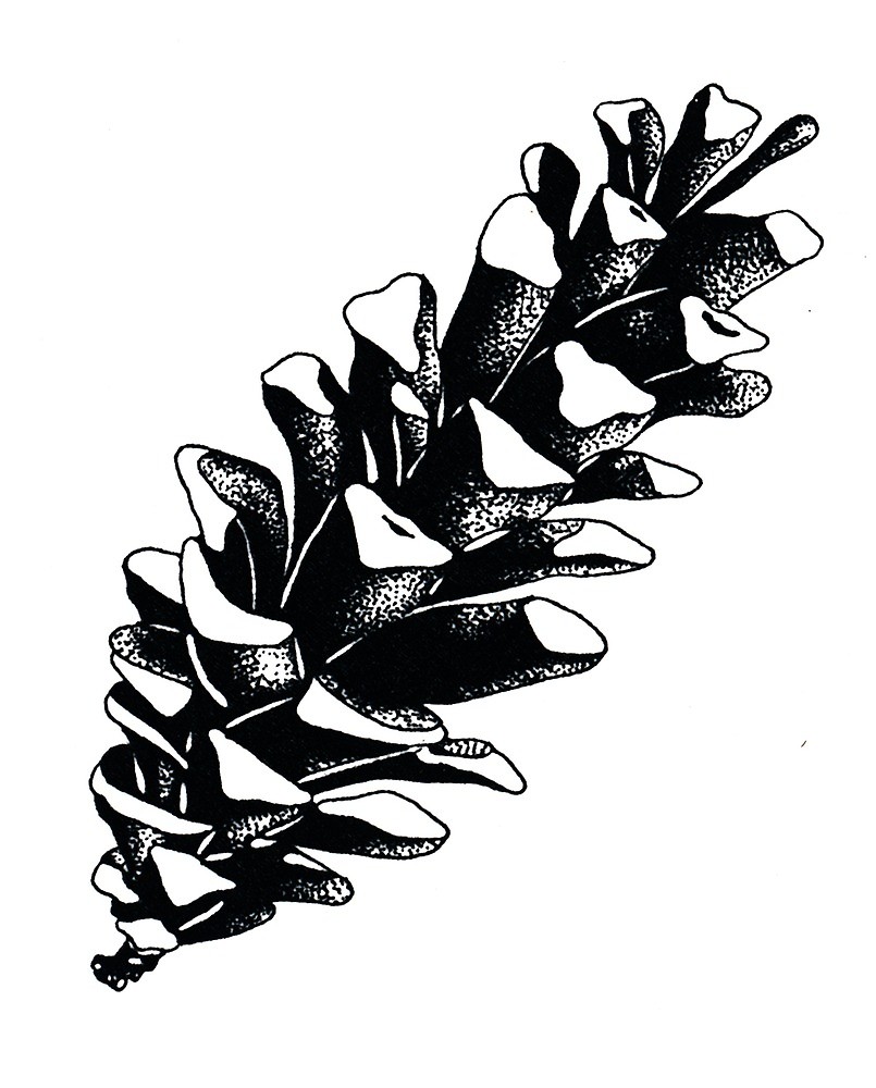 805x1000 Pinecone By Casiel1969 Redbubble