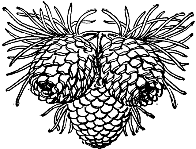 640x488 Three Pine Cones Clipart Etc