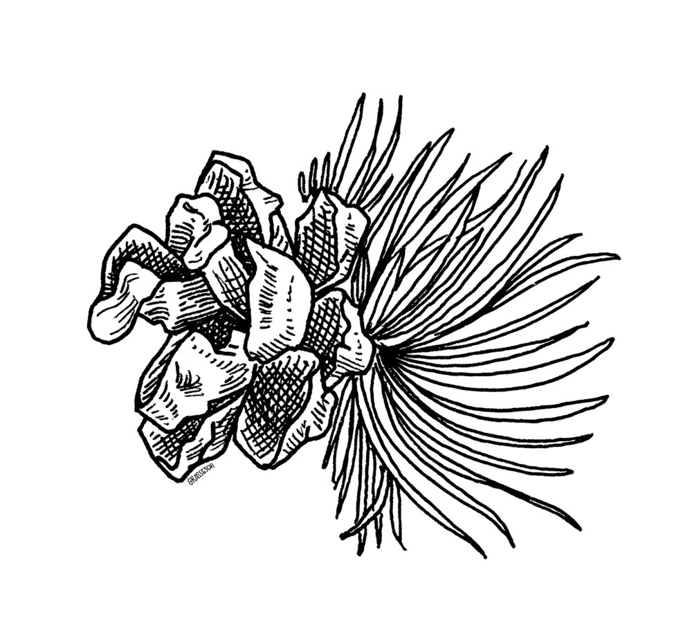 1000x924 Black Amp White Teresa Grasseschi