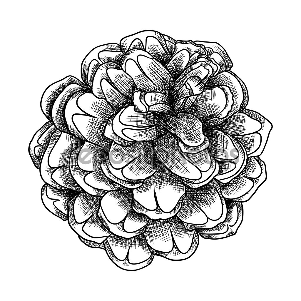 1024x1024 Drawn Pine Cone Line Texture