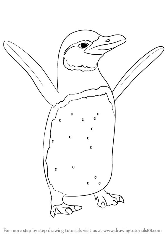 564x796 How To Draw A King Penguin [Time Lapse] King Penguin Is The Second