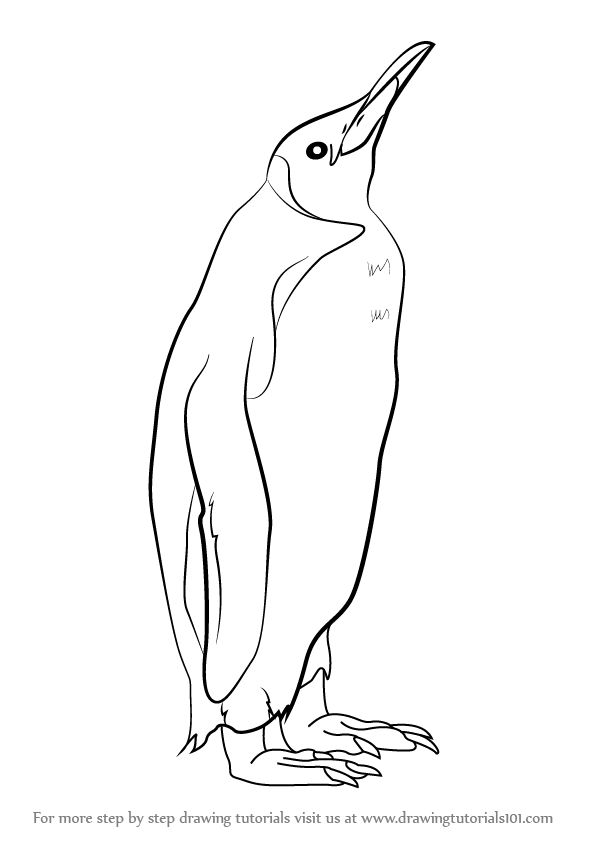 596x842 Learn How To Draw A King Penguin (Antarctic Animals) Step By Step