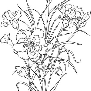 300x300 Carnation Flower For Flower Arrangements Coloring Page Coloring Sun
