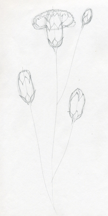 420x841 How To Draw Carnation