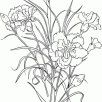 204x204 Beautiful Carnation Coloring Pages For Your Garden