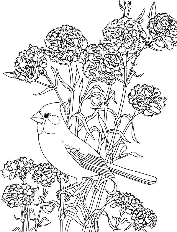 600x784 Pink Carnations Adult Coloring Page