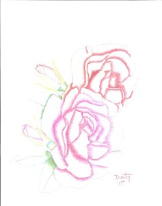 237x300 Rose Bud Drawings