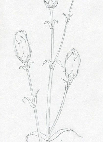 420x576 Step By Step Drawing Of A Beautiful Carnation With A Pencil