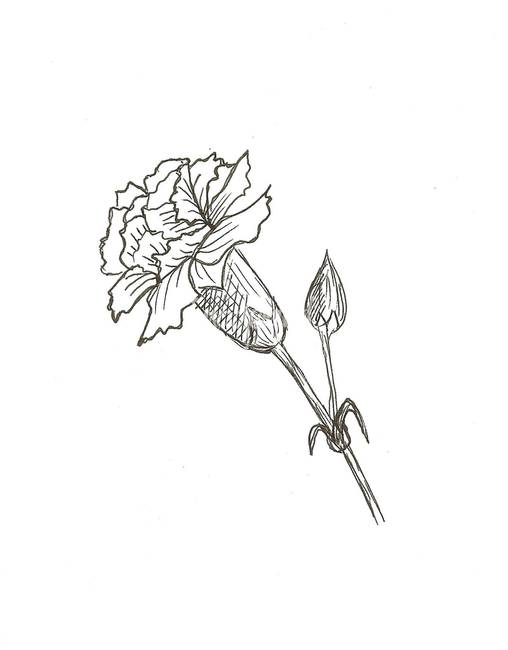 508x650 Stunning Carnation Pen Drawings And Illustrations For Sale