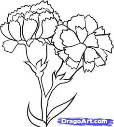 236x263 How To Draw Carnations Step 6 Pink Carnations