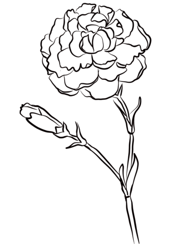 342x480 Carnation