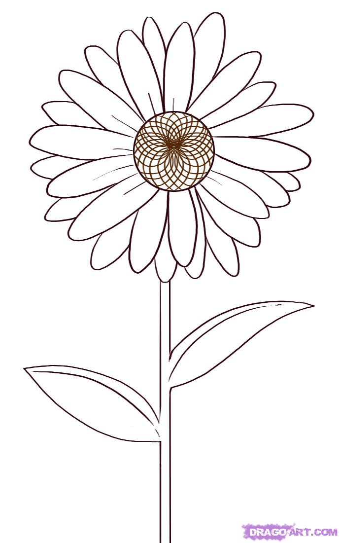 690x1101 Drawn Daisy Pencil Drawing
