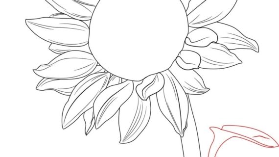 570x320 How To Draw A Simple Flower How To Draw A Simple Flower Hot Pink