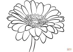 236x168 Gerbera Daisy Drawing
