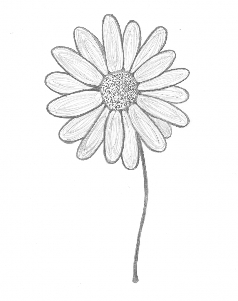 810x1024 Daisy Flower Drawing How To Draw A Simple Flower