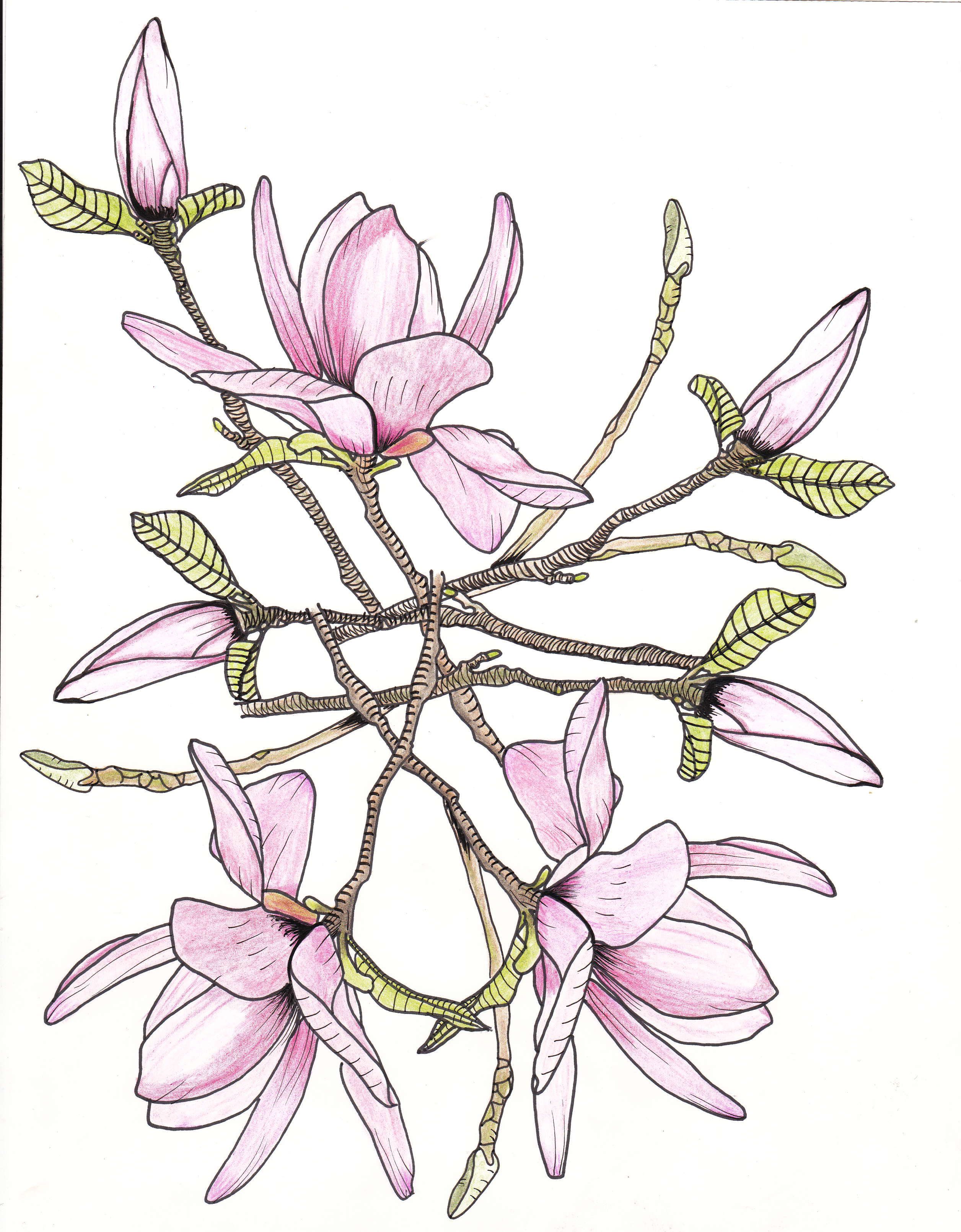 2512x3220 Line Drawing