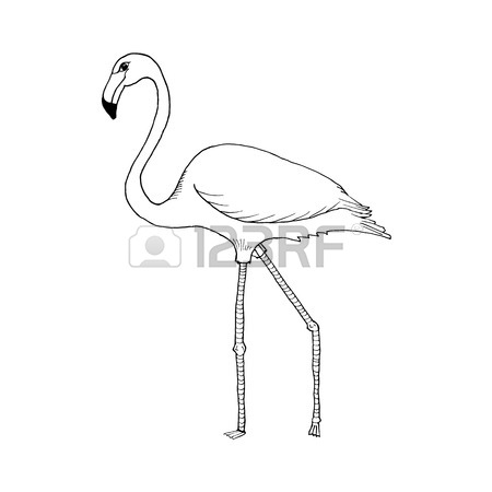 450x450 Flamingo Hand Draw Royalty Free Cliparts, Vectors, And Stock