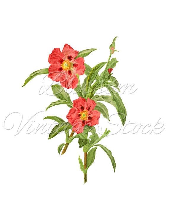 570x738 Floral Clip Art, Flower Illustration, Botanical Vintage Pink