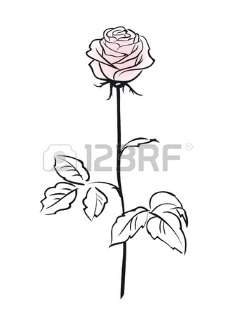 338x450 Pink Rose Flower Isolated On The White Background Royalty Free
