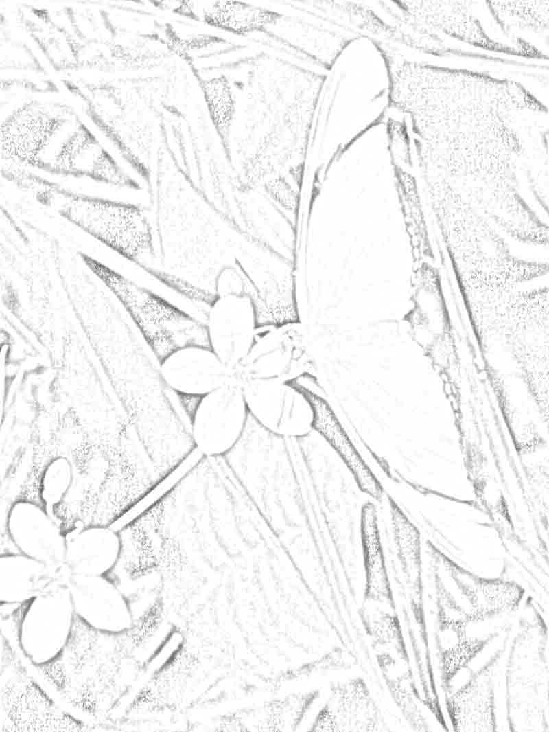 800x1066 Butterfly On Pink Flower