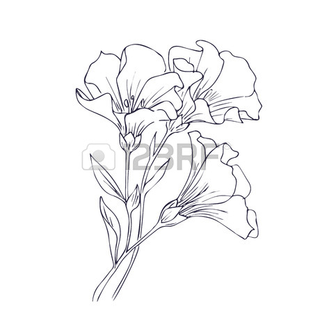 450x450 Flower Sketch Stock Photos. Royalty Free Business Images
