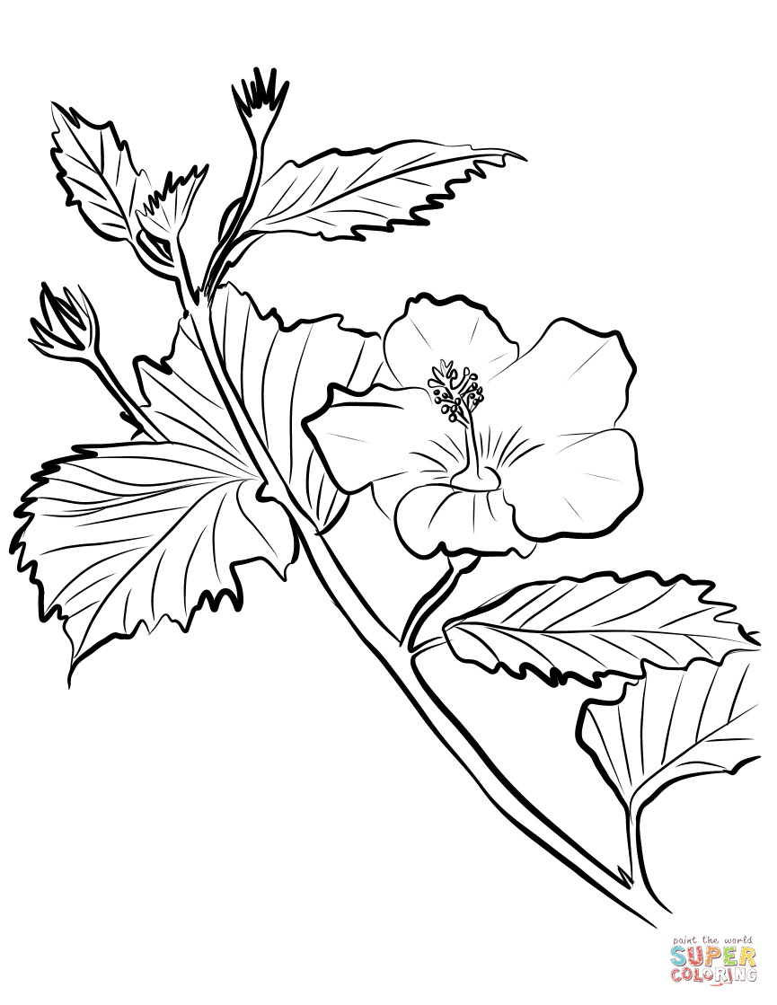 865x1119 Hibiscus Coloring Pages Flower Free Coloring Book Picture