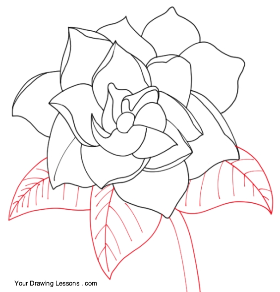565x589 How To Draw A Gardenia Your Drawing Lessons
