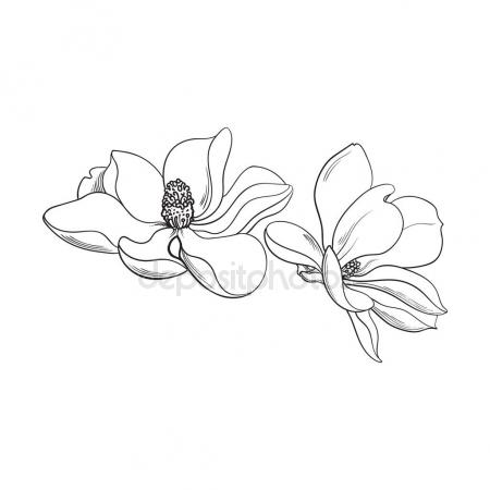450x450 Two Pink Magnolia Flowers, Sketch Vector Illustration Stock