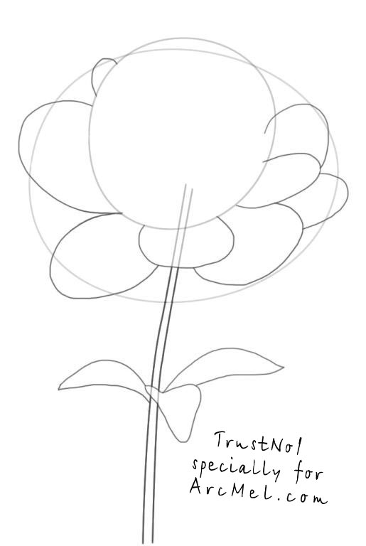 515x768 How To Draw A Peony Step By Step