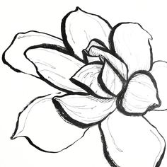 236x236 Light Pink Peony Flowers Illustration Illustrations