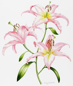 236x277 Nicola Rabbett