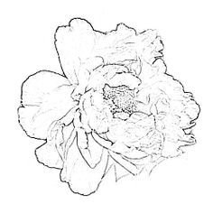 236x236 Peony Drawing Pink Peony Blossom Photograph By Mary Sedivy