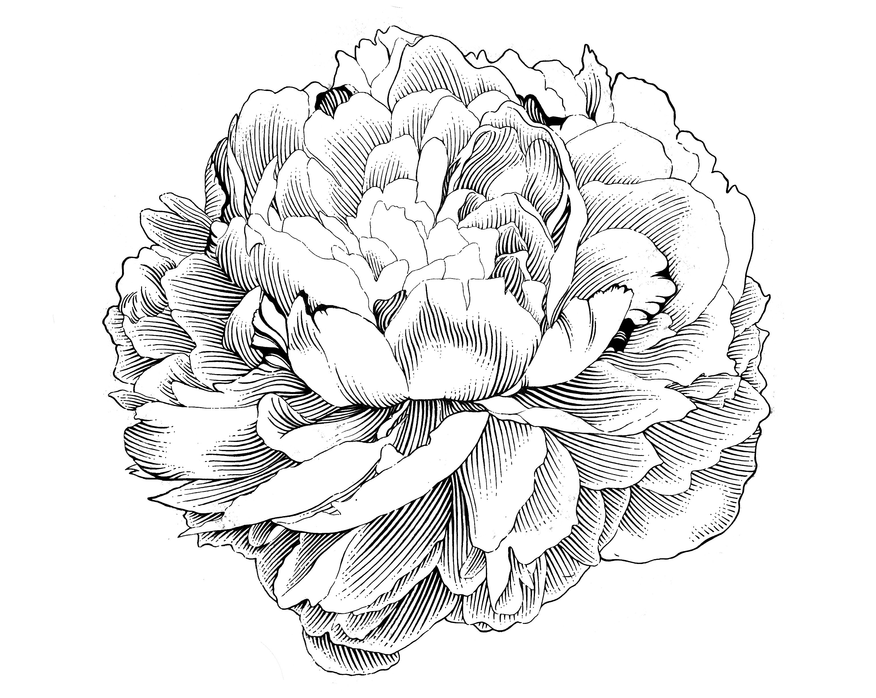 3072x2448 Peony Engraving Illustration By