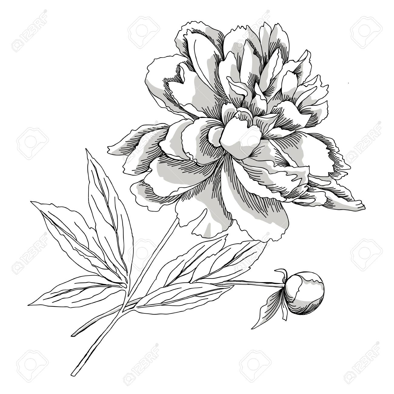 1300x1300 Peony Sketch Black White Royalty Free Cliparts, Vectors,