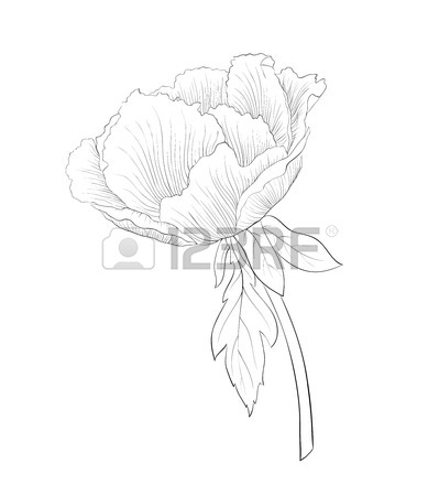 399x450 Peony Suffruticosa Images Amp Stock Pictures. Royalty Free Peony
