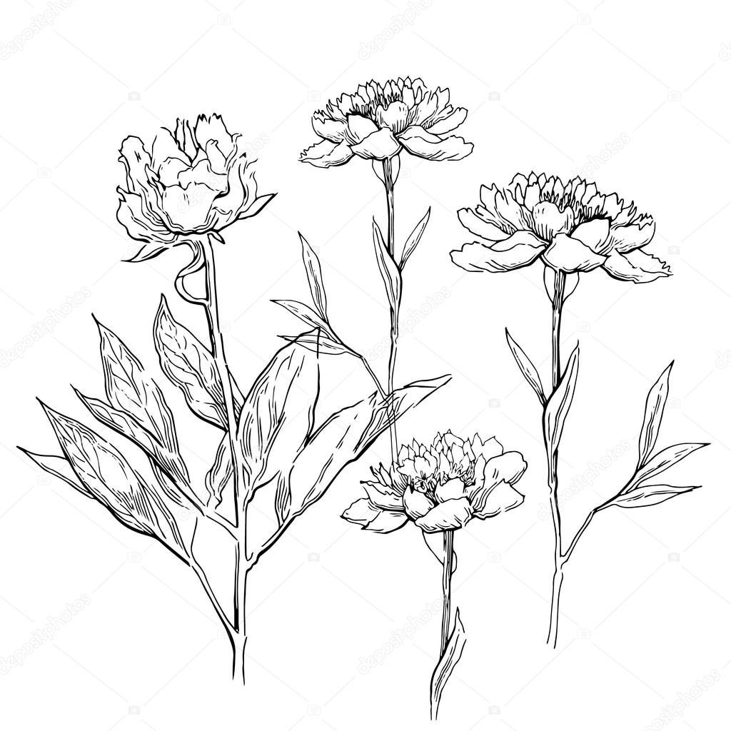 1024x1024 Pink Peonies. Vector Illustration Stock Vector Ring Ring