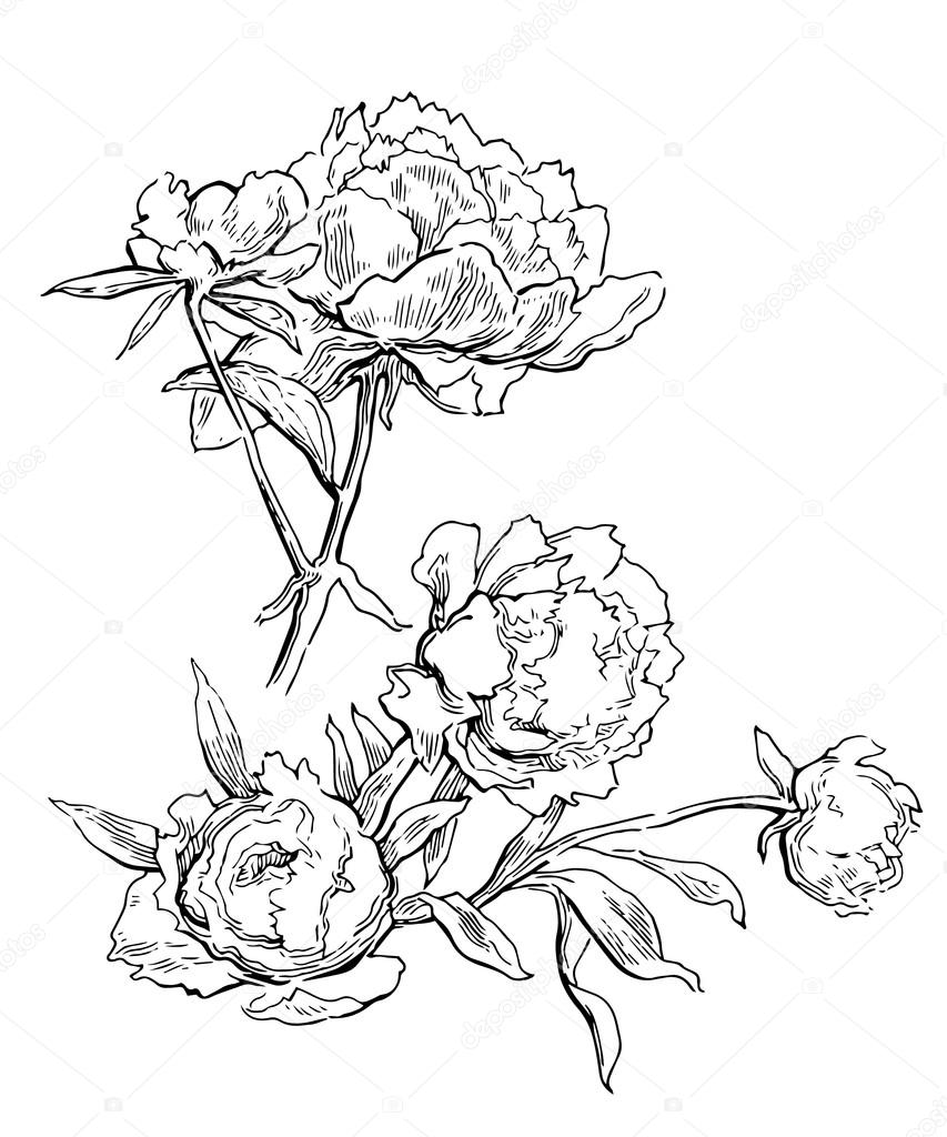 853x1024 Pink Peonies. Vector Illustration Stock Vector Ring Ring