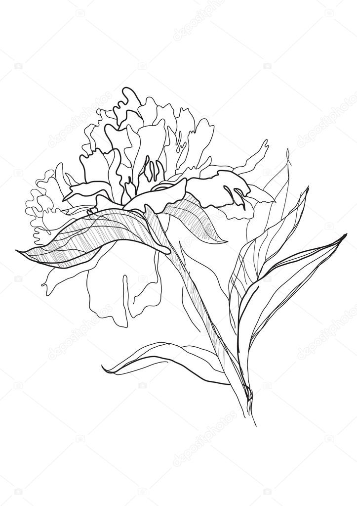 723x1023 Drawing Peony Stock Vector Vergasova