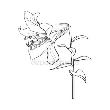 450x450 Beautiful Plant Paeonia Arborea (Tree Peony) Pink Flower With Stem