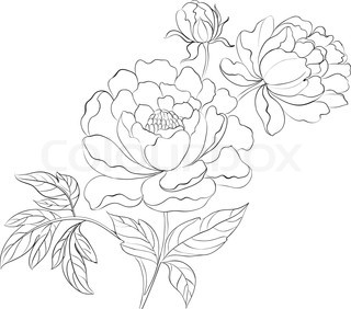 320x282 Drawing Of A Peony Drawings Drawings Of, Peonies